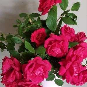 Meet your Posher, Jinu